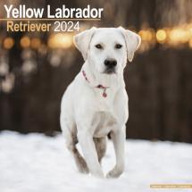 Calendrier Labrador Sable 2024