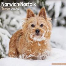 Calendrier Norwich & Norfolk Terrier 2024
