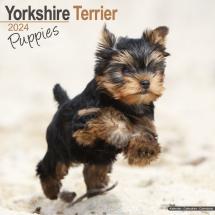 Calendrier Chiots Yorkshire Terrier 2024