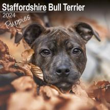 Calendrier Chiots Staffordshire Bull Terrier 2023