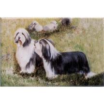 Magnet Bearded Collie