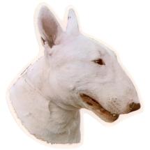 Autocollant Bull Terrier Blanc Tête