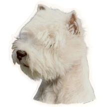 Autocollant West Highland Terrier Tête 1