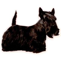 Autocollant Scottish Terrier Corps