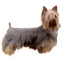 Autocollant Silky Terrier Corps