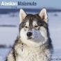 Calendrier Alaskan Malamute 2024