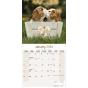 Calendrier Cavalier King Charles 2024