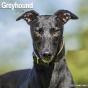 Calendrier Greyhound 2024