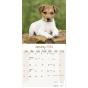 Calendrier Jack Russell Terrier 2024