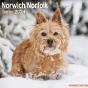 Calendrier Norwich & Norfolk Terrier 2024