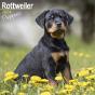 Calendrier Chiots Rottweiler 2024