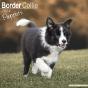 Calendrier Chiots Border Collie 2023