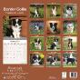 Calendrier Chiots Border Collie 2024