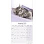 Calendrier Chatons 2024