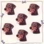 Mini Stickers Dobermann Oreilles Longues N°1
