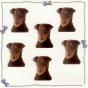 Mini Stickers Terrier De Chasse Allemand